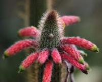 Cactus à tarentules
